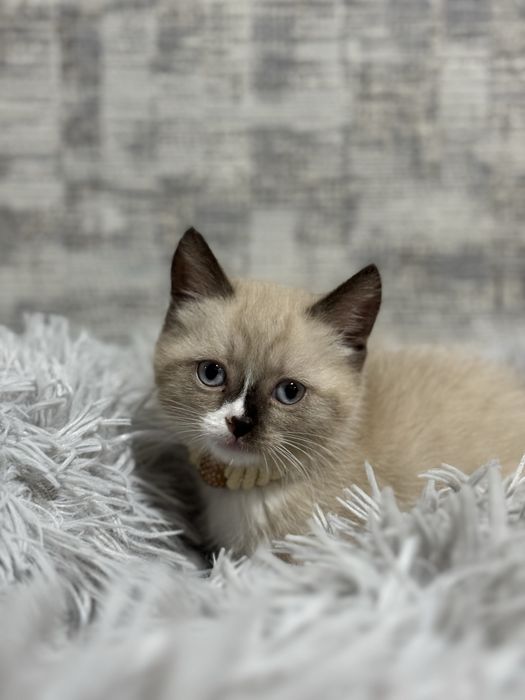 Сиамский котёнок — девочка