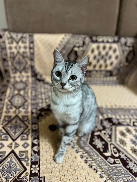 Кошка в добрые руки