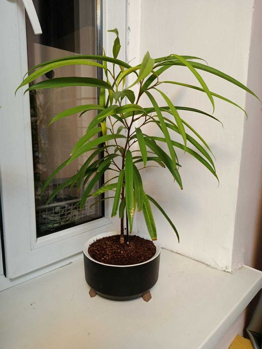 Фикус Али, посажен как бонсай