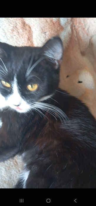 Котенок подросток