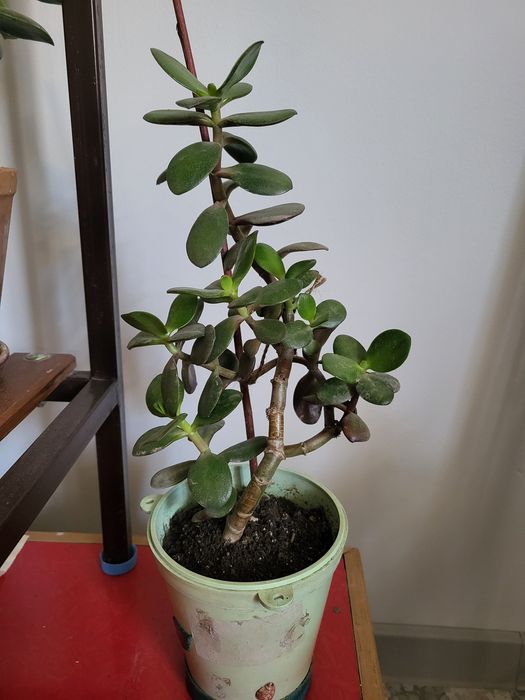 Комнатные цветы 2500 т и выше.