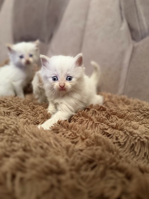 Отдам милых котят