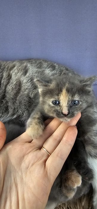 Котята ищут дом срочно