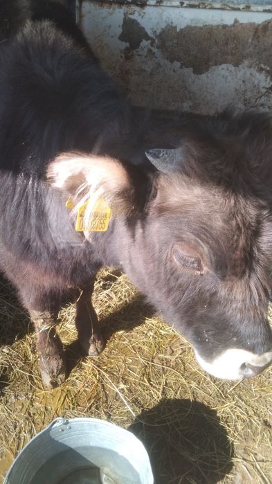 Бычок 11есяцев  бычок