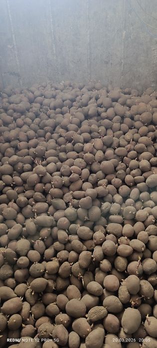 Cartofi sămânță roșii