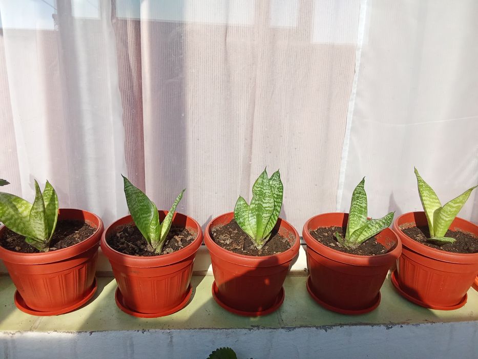 Сансевиера и Фикус Али 2 броя