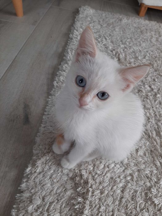 Vand pisici corcitura siameza
