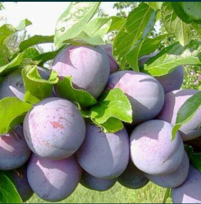 Vand prune la sac pentru tuica