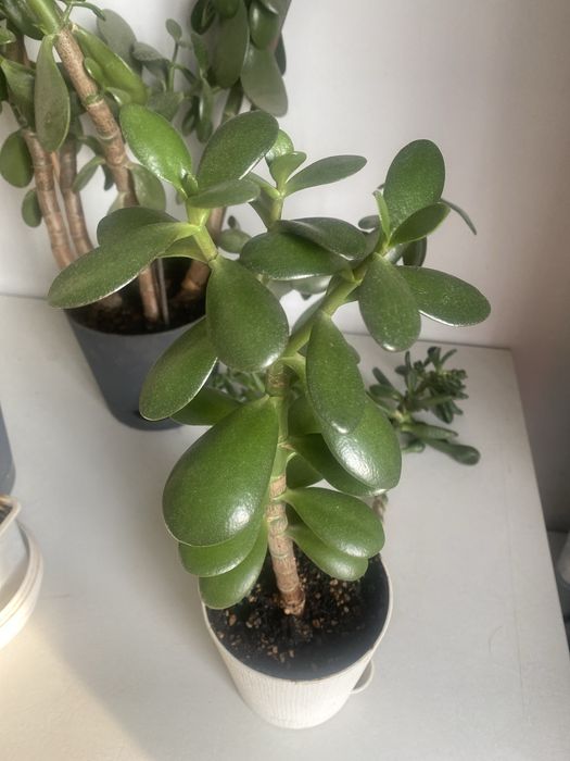 Денежное дерево Крассула Толстянка