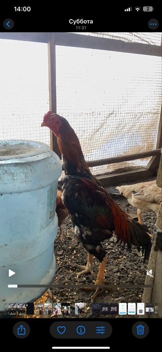 обменяю туляка мощный и курочки