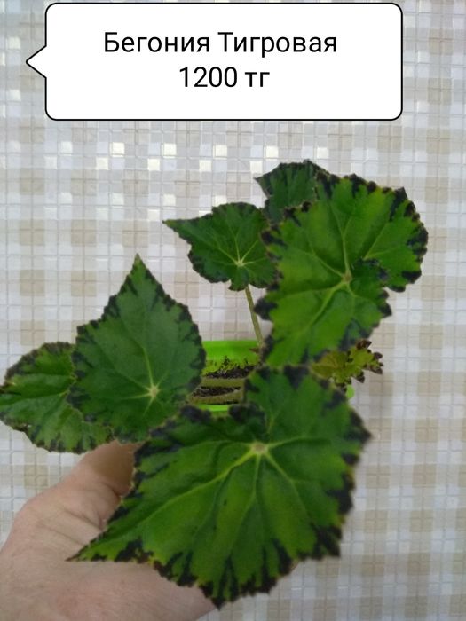Продам комнатные цветы