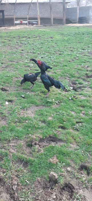 Кораз тауык сатылады срочна.