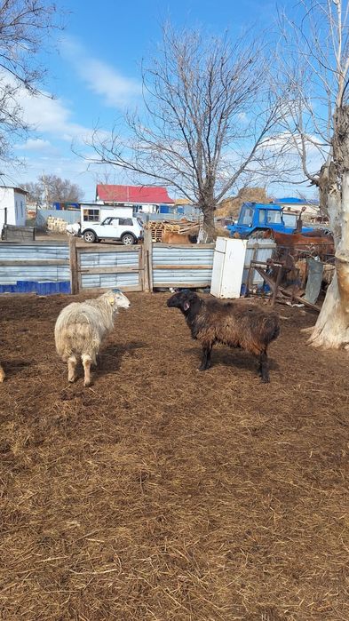 Қошқарлар сатылады ірі