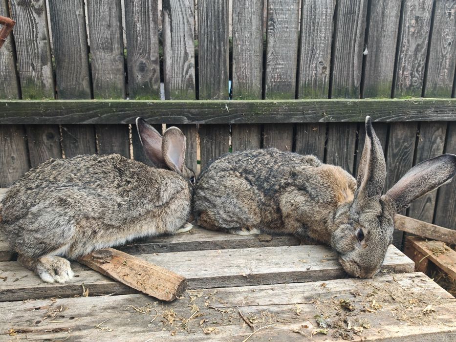Iepuri metis uriaș german