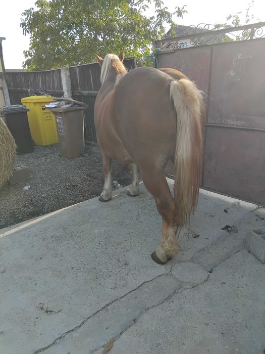 Animale,  autoturisme,  cai