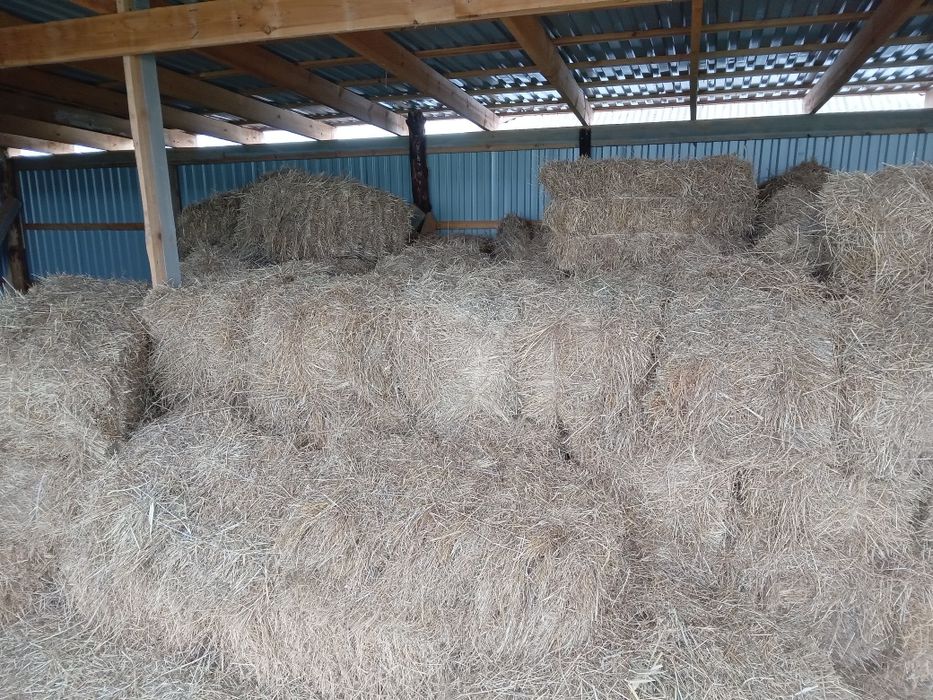 Шөп сатылады  доставкасымен