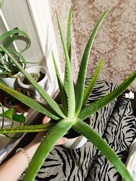 Продам Алоэ Вера