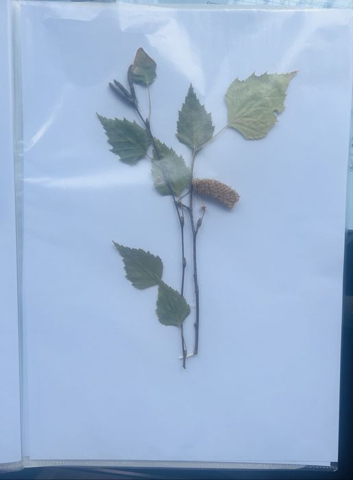 Хербарии за ученици по Биология