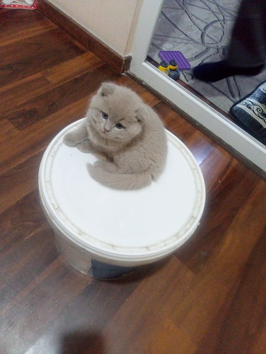 Продается породистый котенок Скотиш Фолд