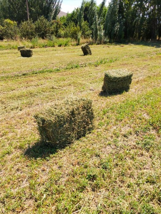 Продам сено клевер