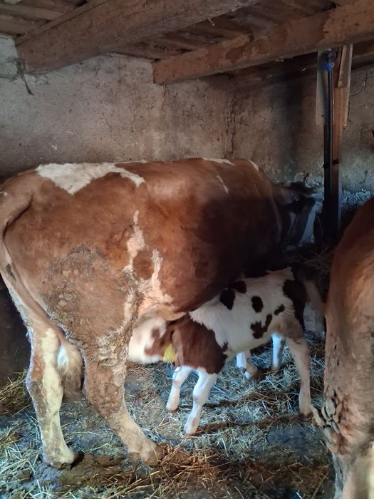 Vând vacă cu vițea