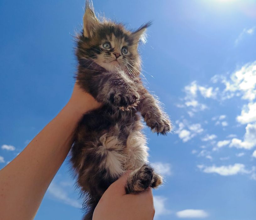 Котята Мейн Куны