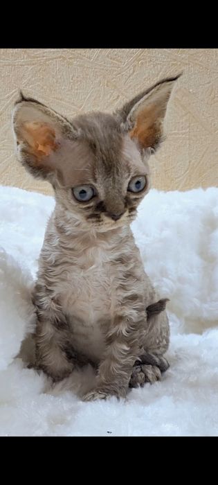 Девон-рекс котята в Алматы!