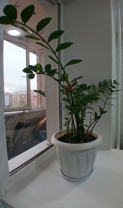 Доллоровое дерево комнатные цветы