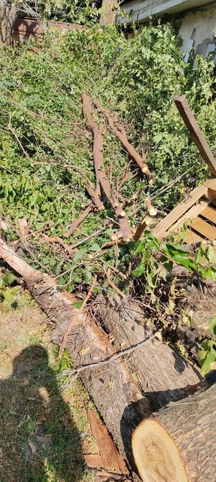 Отдам даром  пеньки,карагач,ветки