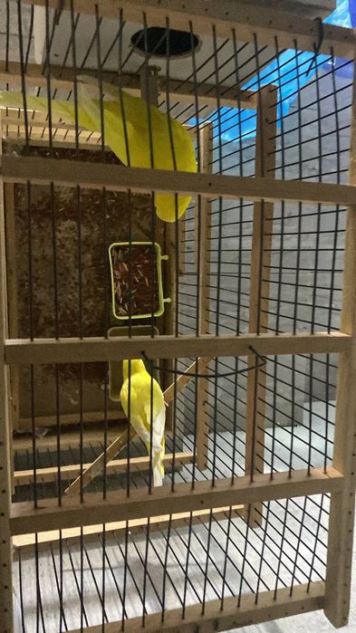 Валнисти папугай para  
Валнисти радужный