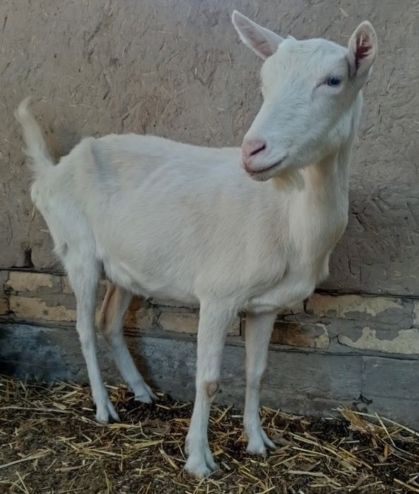 Заннин зоддор эчки сотилади.