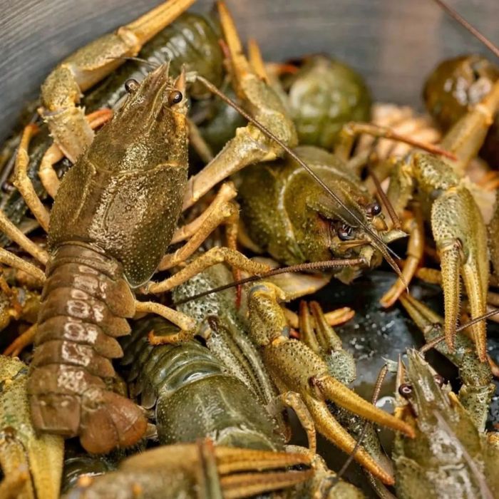 Царские раки, икра, рыба, крабы