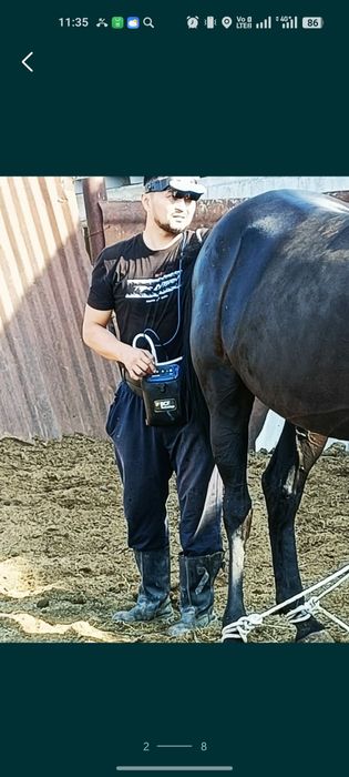 УЗИ для животных лошадей и коровы