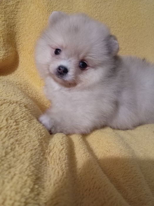 Продам щенка шпица