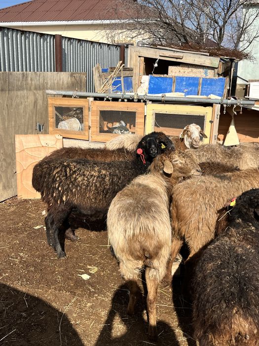 Буаз қой қысыр тоқты қой