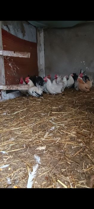 Cocoșei chabo de prăsilă