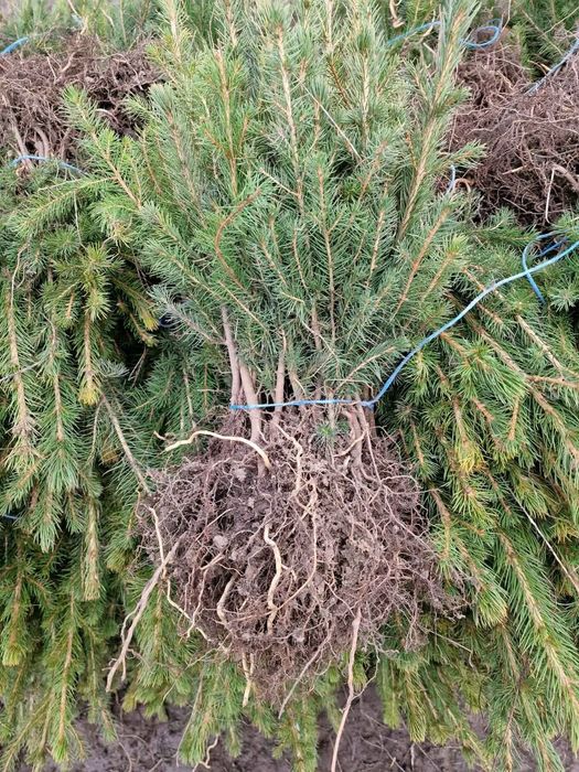 Puieți mestecan alb molid stejar mesteacăn tei