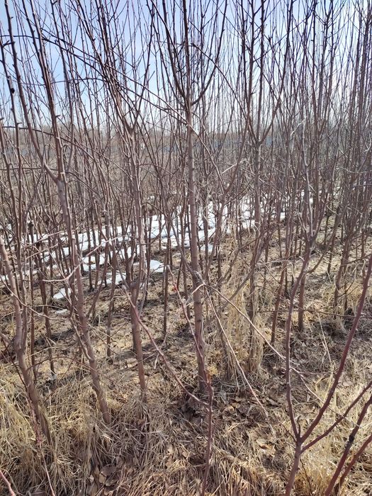 Саженцы от питомника