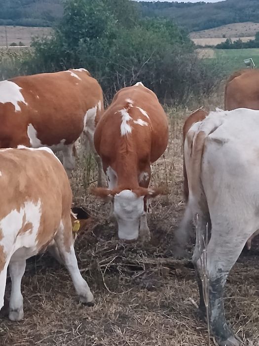 Vand 4 vitele baltate