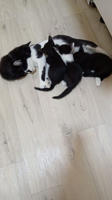 Кошка с котятами 1мес