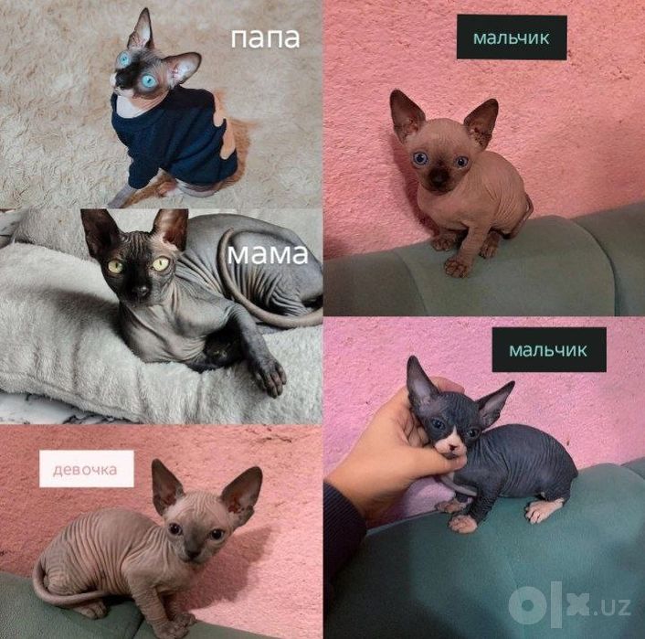 Срочно продаются котята