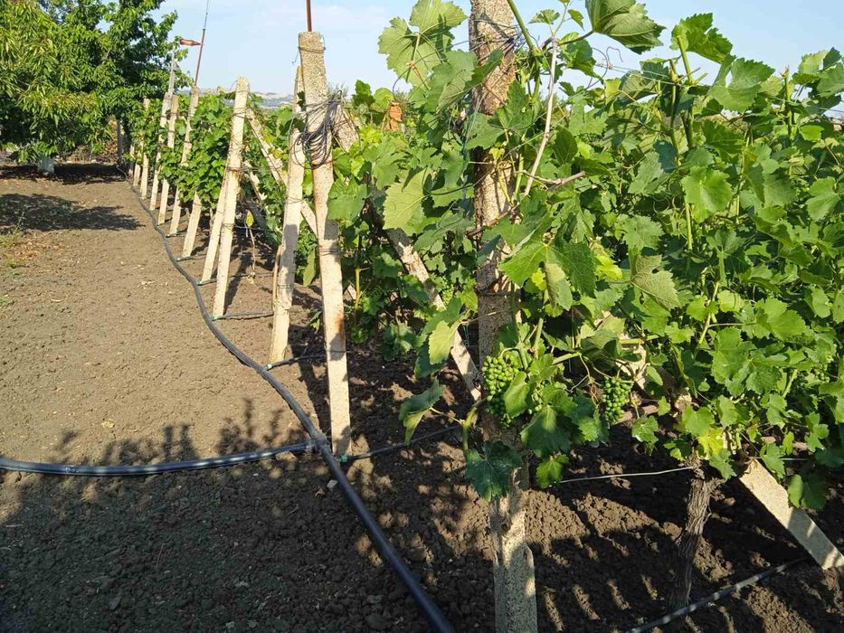 Продава се Земеделски имот в Айтос -  кв.м за 25334 €/дка - Снимка #1