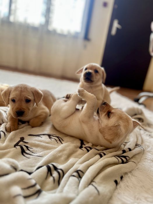 Лабрадор Ретривър