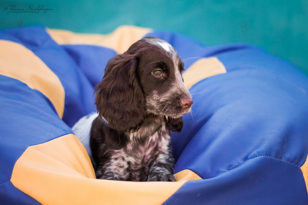 Русский Спаниель из питомника "ChokkoRos"