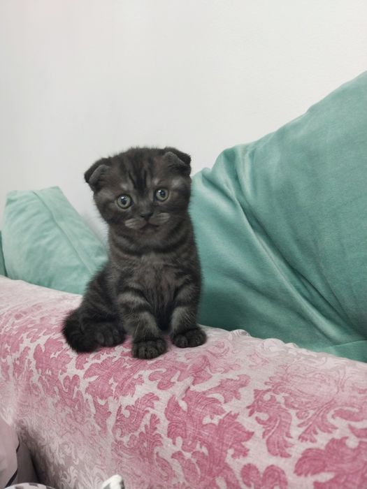Котята шотландские   50000  т.