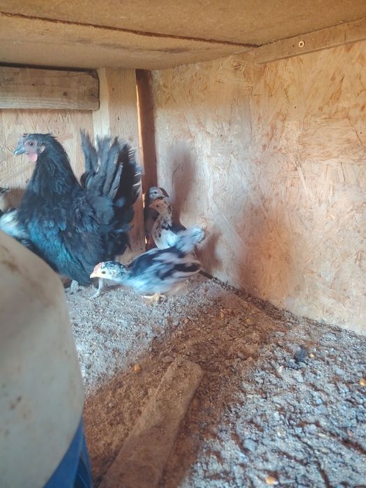 Vând familii găini pitice sau cloșca cu pui