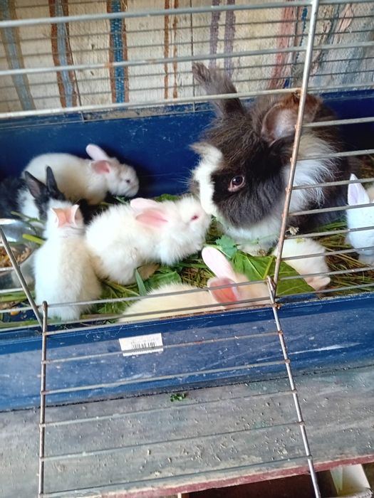 Iepuri pitici Cap de leu