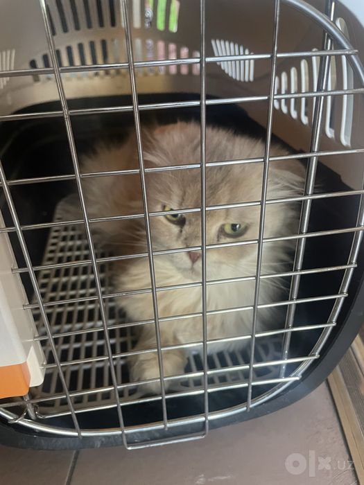Отдам ласковую и породистую кошку, 3 года, девочка