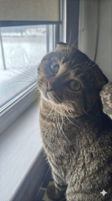 Отдам кота в хорошие руки