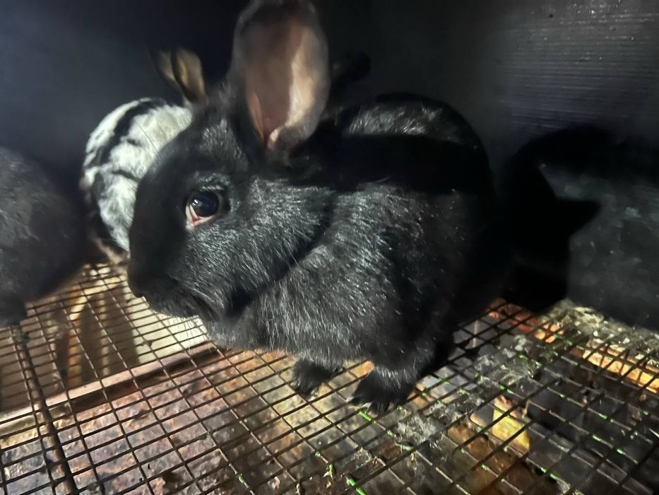 Қуёнлар сотилади